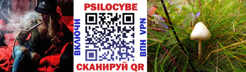 Псилоцибиновые грибы Psilocybe  Купить закладки  Тулун 